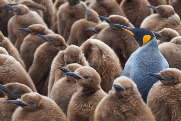 stand out with interactive video - How to show your clients the power of interactive video - an emperor penguin amongst brown penguins